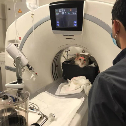 Αττικό Πάρκο - Λευκό τιγράκι: Δίνει μάχη η «Χασίγια» - Κρίσιμη επέμβαση την Πέμπτη