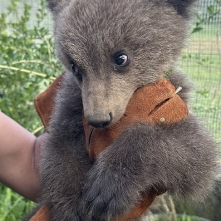 Συγκινεί βίντεο με ορφανό αρκουδάκι που βρήκε καταφύγιο σε αυλή σπιτιού
