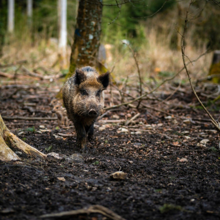 Απίστευτο: Αγέλη αγριογούρουνων εισβάλλει σε αυλή σπιτιού στη Χαλκίδα