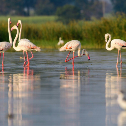 Ινδία: Αεροπλάνο της Emirates έπεσε πάνω σε σμήνος... φλαμίνγκο