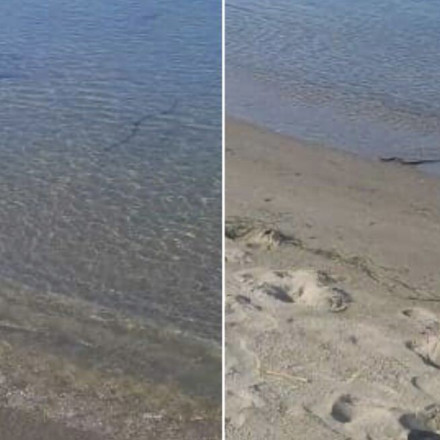 Φίδι αναστάτωσε τους λουόμενους σε παραλία της Λάρισας