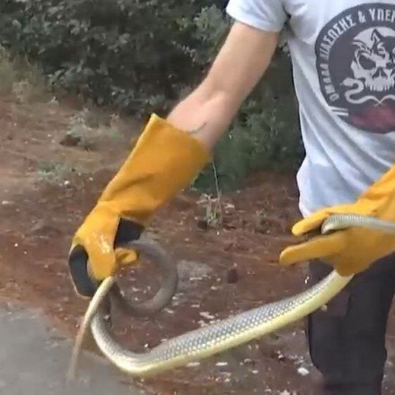 Φίδι δύο μέτρων «τρύπωσε» σε ντουζιέρα στη Θεσσαλονίκη - Δείτε βίντεο