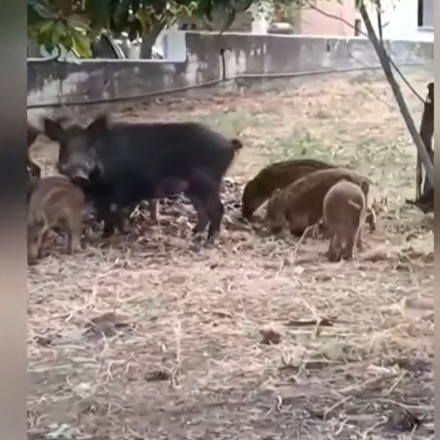 «Επέλαση» από αγριογούρουνα σε αυλές στους Θρακομακεδόνες - Δείτε βίντεο