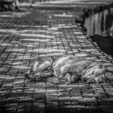 Θεσσαλονίκη: Φυλάκιση και χρηματικό πρόστιμο σε 55χρονο που πυροβόλησε αδέσποτο