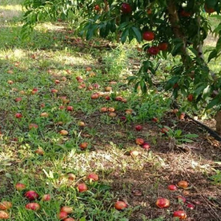 Συνδυασμός ιών καταστρέφει ροδάκινα και νεκταρίνια - Κίνδυνος ελλείψεων