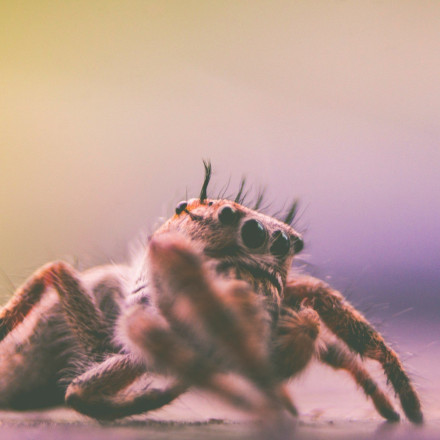 Τρόμος στις παραλίες- Αντιμέτωποι οι λουόμενοι με τεράστιες αράχνες και καβούρια
