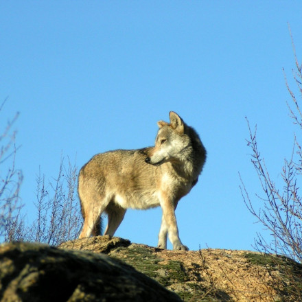 Από την Πάρνηθα στον Παρνασσό: Το ταξίδι του... survivor λύκου «Σοφοκλή»