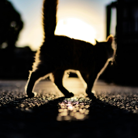 Ινδία: Πώς μια γάτα «μεταμορφώθηκε» σε λεοπάρδαλη στην ορκωμοσία Μόντι