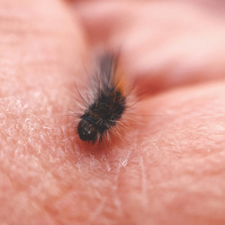 Συναγερμός στη Θεσσαλονίκη για «επιδημία» ψύλλων - Τι λένε οι ειδικοί