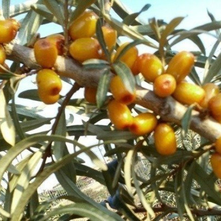 Ιπποφαές: Μία υπερτροφή κατευθείαν από την αρχαία Ελλάδα