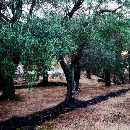 Ομάδα με αγροτικά «ρημάζει» ελαιώνες στη Λάρισα - Έκλεψαν πάνω από 2 τόνους ελιές