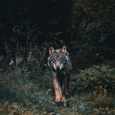 Γαλλία: Λύκοι επιτέθηκαν σε γυναίκα που έκανε τζόκινγκ - Δίνει μάχη για τη ζωή της