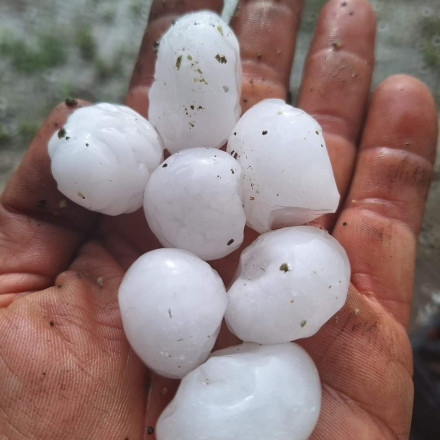 Χαλάζι στην Έδεσσα: Ολική καταστροφή και ζημιές σε πάνω από 50.000 στρέμματα Χαλάζι στην Έδεσσα: Ολική καταστροφή και ζημιές σε πάνω από 50.000 στρέμματα