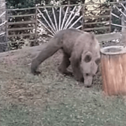 Βίντεο: Αρκούδα έκανε τη βόλτα της σε αυλή σπιτιού στα Γρεβενά - Έτρωγε και κορόμηλα