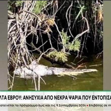 Ανησυχία για τα νεκρά ψάρια που εντοπίστηκαν στο Δέλτα του Έβρου