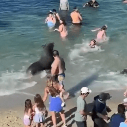 Η στιγμή που θαλάσσιο λιοντάρι επιτίθεται σε λουόμενους - Βίντεο