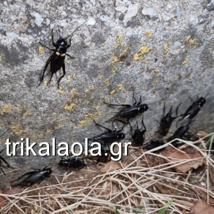 «Στρατός» από τριζόνια στα Τρίκαλα - Ανάστατοι οι κάτοικοι