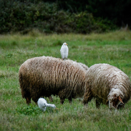 Συναγερμός στην Καλαμπάκα: Εντοπίστηκε κρούσμα πανώλης σε αιγοπρόβατα