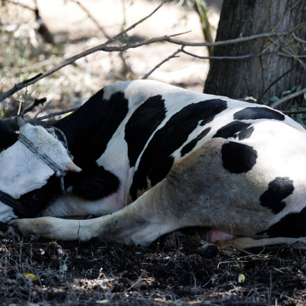 Κακοποίηση ζώων στην Κω: Αγελάδες παρατημένες στον ήλιο χωρίς νερό με εγκαύματα και πληγές