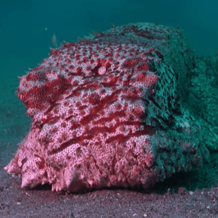 Απίστευτο βίντεο: Γιγάντιο «θαλάσσιο αγγούρι» φλερτάρει με κάμερα στον βυθό της θάλασσας!