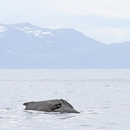 Σκωτία: Τουλάχιστον 65 μαυροδέλφινα πέθαναν αφού εξόκειλαν στην ακτή