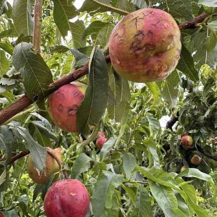 Από τον καύσωνα στο χαλάζι στη Λάρισα: Σε απόγνωση οι παραγωγοί - «Καταστροφή στο 100%»