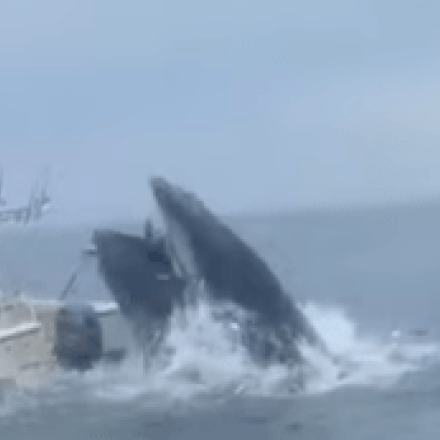 Βίντεο που κόβει την ανάσα: Η στιγμή που φάλαινα πέφτει πάνω σε βάρκα - Εκσφενδονίστηκαν οι ψαράδες