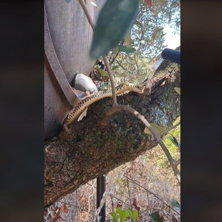 Άνδρας δίνει νερό σε διψασμένο φίδι - «Μπράβο για την ανθρωπιά σου»
