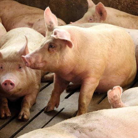 Σέρρες: Εντοπίστηκε κρούσμα αφρικανικής πανώλης των χοίρων