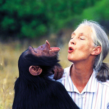 Jane Goodall: Το ελληνικό δώρο για τα 89α γενέθλια της κορυφαίας ανθρωπολόγου