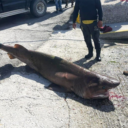 Ιεράπετρα: Ψαράδες σέρνουν στο λιμάνι ζωντανό, προστατευόμενο είδος καρχαρία [vid]