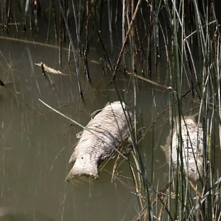 Θεσσαλία: Nεκρά ψάρια στη λίμνη Κάρλα - Μειώθηκε χαρακτηριστικά η στάθμη του νερού