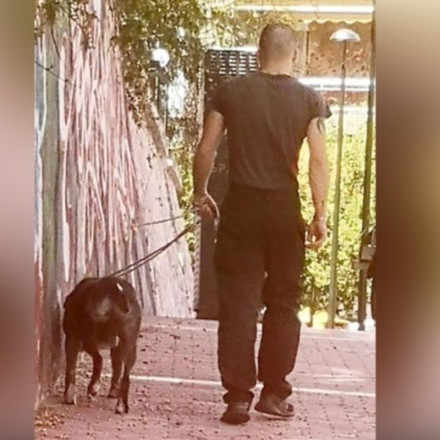 Καισαριανή - Βύρωνας: Άντρας προστάζει το πιτ μπουλ του να σκοτώνει γάτες