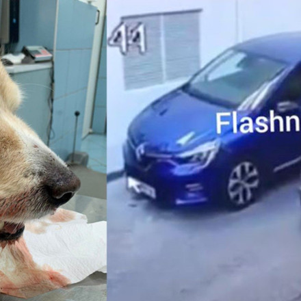 Ηράκλειο: Συνελήφθη η 63χρονη οδηγός που πάτησε εν ψυχρώ τον σκύλο – Πρόστιμο 40.500 ευρώ