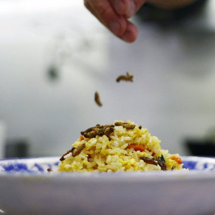 Σιγκαπούρη: Ψάρι με γρύλους και τόφου με σκουλήκια - Η Κυβέρνηση ενέκρινε 16 είδη εντόμων για βρώση