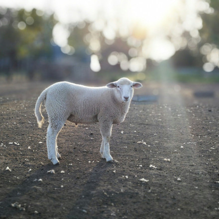 Αδιανόητο: Εκκλησία έκανε λαχειοφόρο αγορά και κλήρωνε ένα... αρνάκι - Το είχαν δεμένο σε αυλή