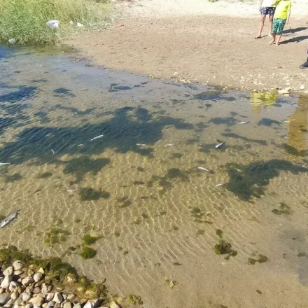 Ηράκλειο: Ο Καρτερός έπαθε… Αποσελέμη - Εντοπίστηκαν νεκρά ψάρια στον ποταμό