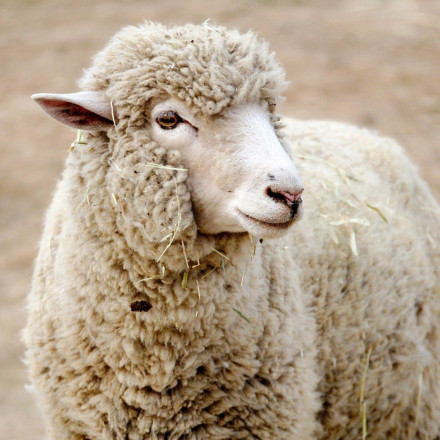 Ευλογιά των αιγοπροβάτων: Κρίσιμη σύσκεψη στο υπουργείο - Πιο κοντά από ποτέ στο lockdown