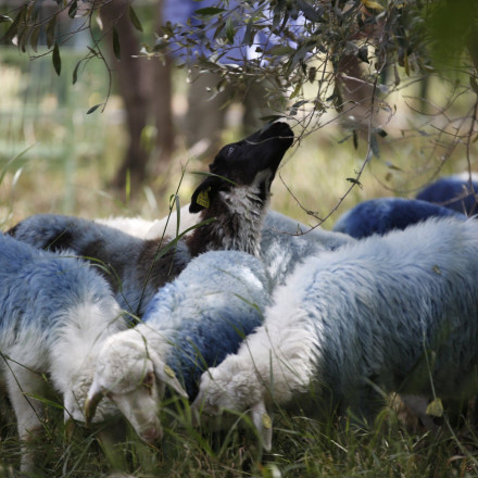 Μέτρα για την ευλογιά των αιγοπροβάτων στην Κρήτη - Απαγόρευση εισαγωγής ζώων στο νησί