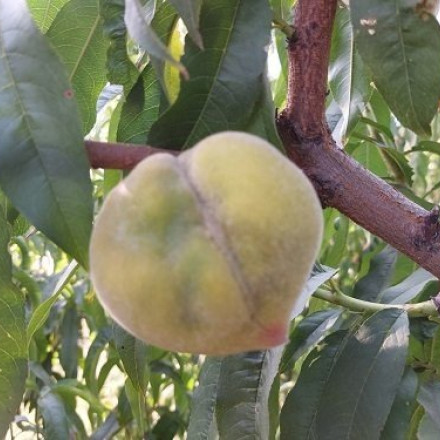 Συναγερμός για τα παραμορφωμένα φρούτα: Μετά τα ροδάκινα, προσβλήθηκαν και τα βερίκοκα