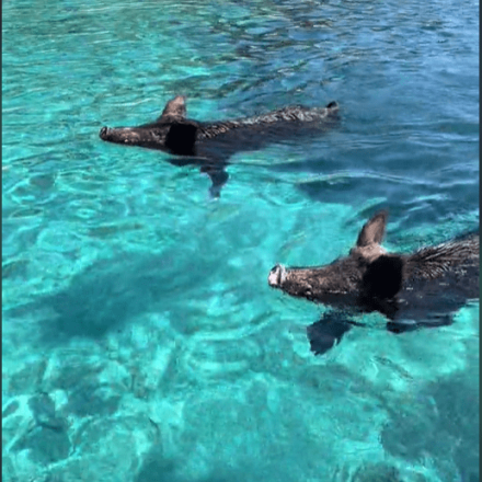 Απρόσμενοι επισκέπτες απολαμβάνουν το μπάνιο τους σε παραλία της Λευκάδας