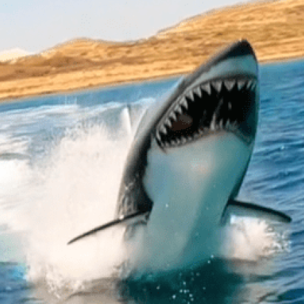 Το νέο extreme sport που θα σε τρελάνει: Υποβρύχιο jet ski σε σχήμα καρχαρία! Το νέο extreme sport που θα σε τρελάνει: Υποβρύχιο jet ski σε σχήμα καρχαρία!