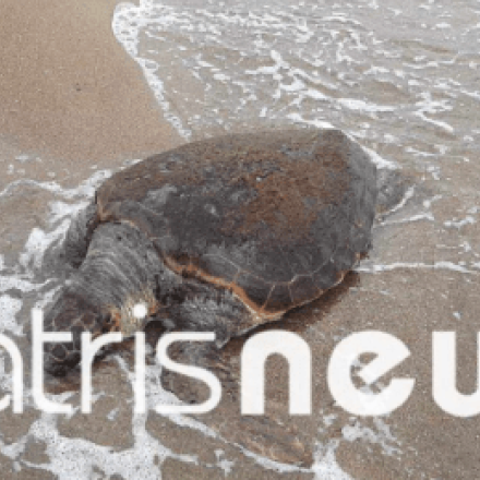 Ηλεία: Νεκρή χελώνα καρέτα-καρέτα ξεβράστηκε στην στεριά - Επέπλεε στη θάλασσα τρεις μέρες!