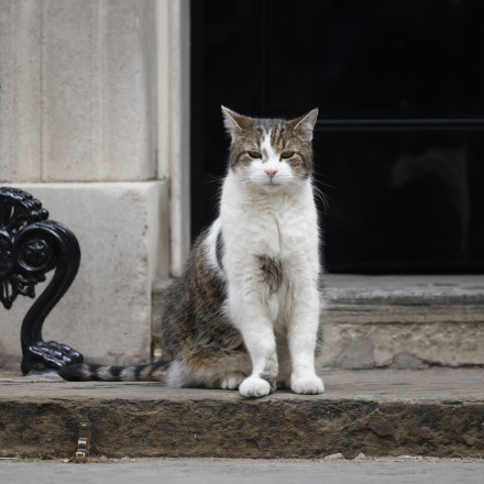 Βρετανία: Ετοιμάζεται το «σχέδιο» της κηδείας του Λάρι, του γάτου της Ντάουνινγκ Στριτ