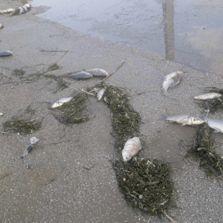 Απαράδεκτη εικόνα στον Βόλο - Νεκρά ψάρια ξεβράστηκαν στην παραλία