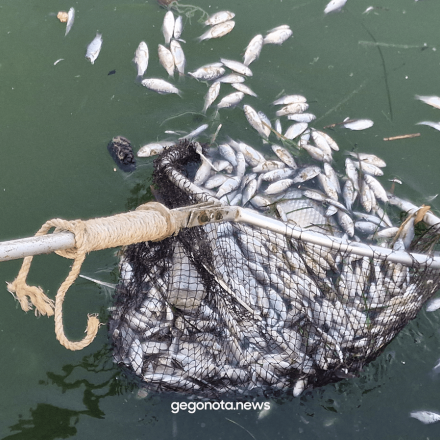 Αποκρουστικό θέαμα στο λιμάνι του Βόλου - Γέμισε με νεκρά ψάρια, αφόρητη η μυρωδιά