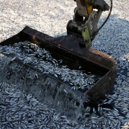 Απέραντη θάλασσα από νεκρά ψάρια στον Βόλο: Μέσα σε λίγες ώρες μαζεύτηκαν περισσότεροι από 57 τόνοι