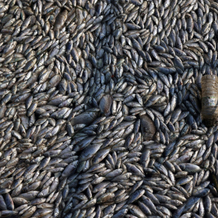«Καμπανάκι» ειδικών για τα νεκρά ψάρια στον Βόλο: «Μαγνήτης» για... καρχαρίες!
