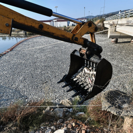 «Βόμβα» Λέκκα για τα νεκρά ψάρια: «Δεν ξέρω αν πληρούνται οι προϋποθέσεις για την υγειονομική ταφή»