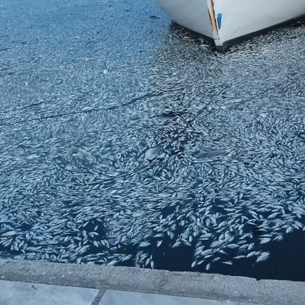 Παρέμβαση της Εισαγγελίας για τα νεκρά ψάρια στον Παγασητικό